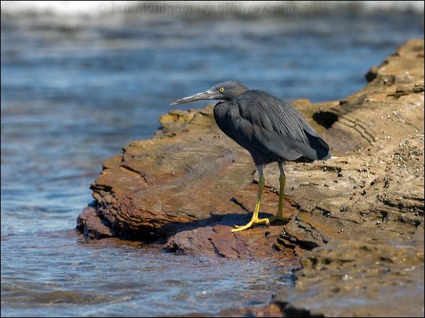 Pacific (Eastern) Reef Egret eastern_reef_egret_85445.psd