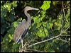 Click here to enter gallery and see photos of Great-billed Heron