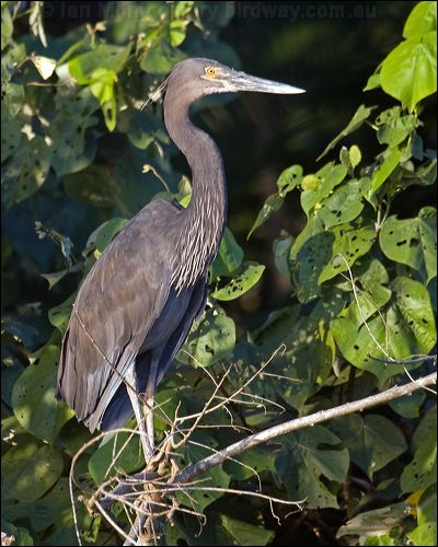 Great-billed Heron great_billed_heron_120421.psd
