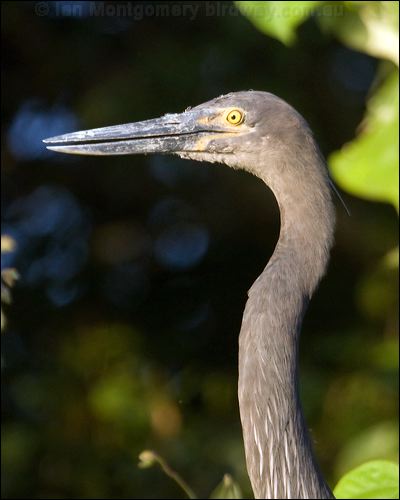 Great-billed Heron great_billed_heron_120436.psd