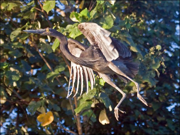 Great-billed Heron great_billed_heron_120444.psd