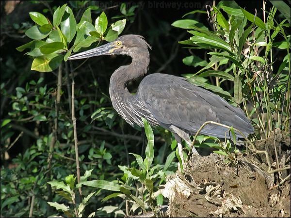 Great-billed Heron great_billed_heron_12988.jpg