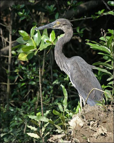 Great-billed Heron great_billed_heron_12992.jpg