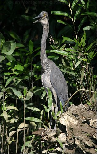 Great-billed Heron great_billed_heron_12996.jpg