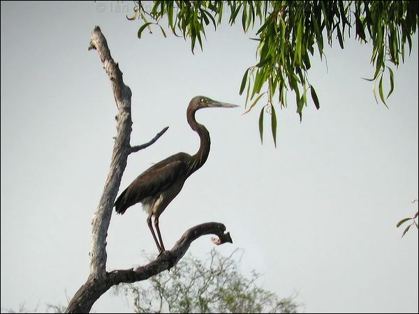 Great-billed Heron great_billed_heron_13666.jpg