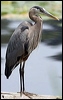 great_blue_heron_70119