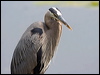 great_blue_heron_70128