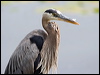 great_blue_heron_70144