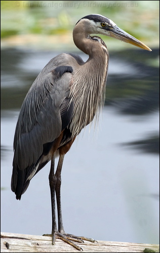 Great Blue Heron great_blue_heron_70119.psd