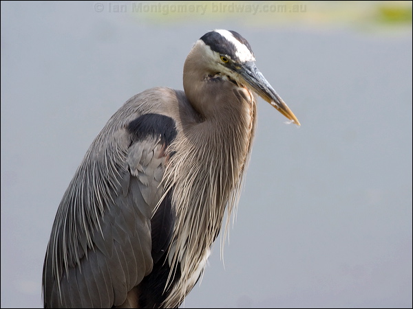 Great Blue Heron great_blue_heron_70128.psd