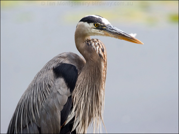 Great Blue Heron great_blue_heron_70144.psd
