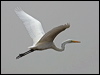 great_egret_107908