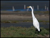 great_egret_108505