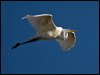 great_egret_109920