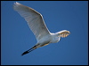 great_egret_110458
