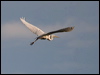 great_egret_169521