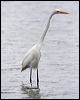 great_egret_27425