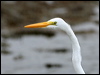 great_egret_27428