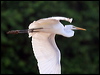 great_egret_48889