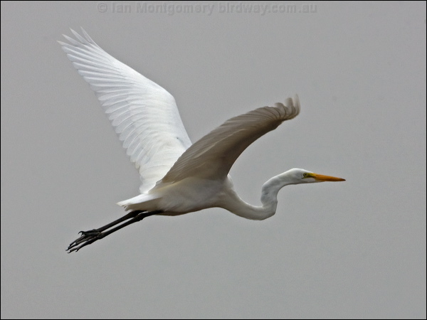 Great Egret great_egret_107908.psd