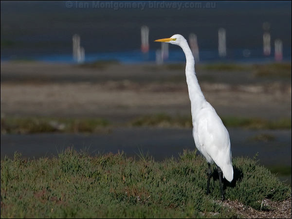 Great Egret great_egret_108505.psd