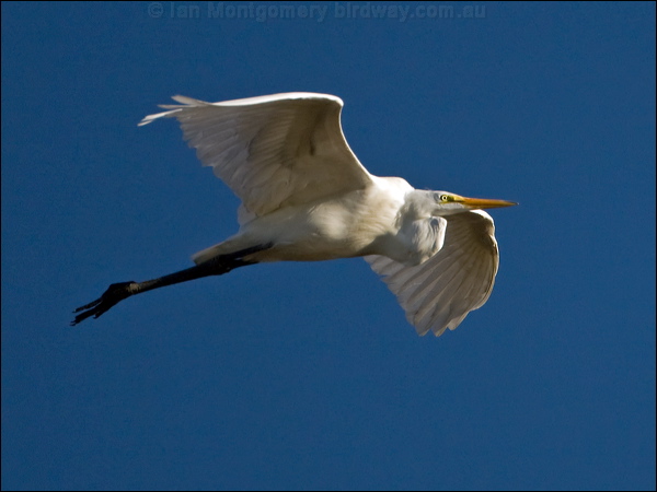 Great Egret great_egret_109920.psd