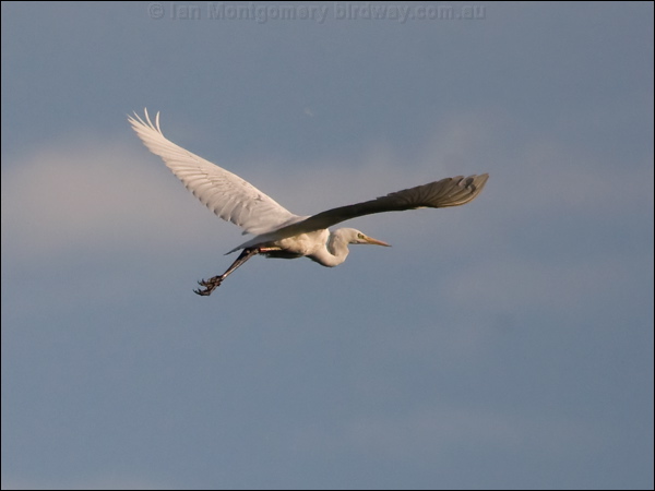 Great Egret great_egret_169521.psd