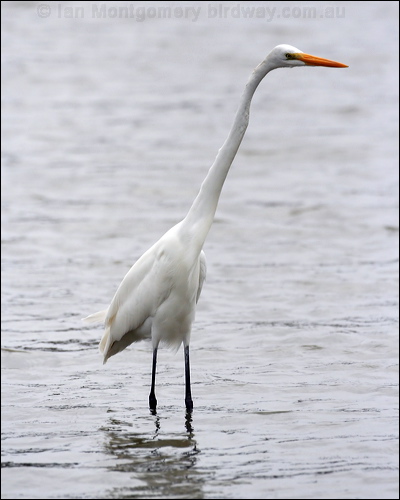 Great Egret great_egret_27425.jpg