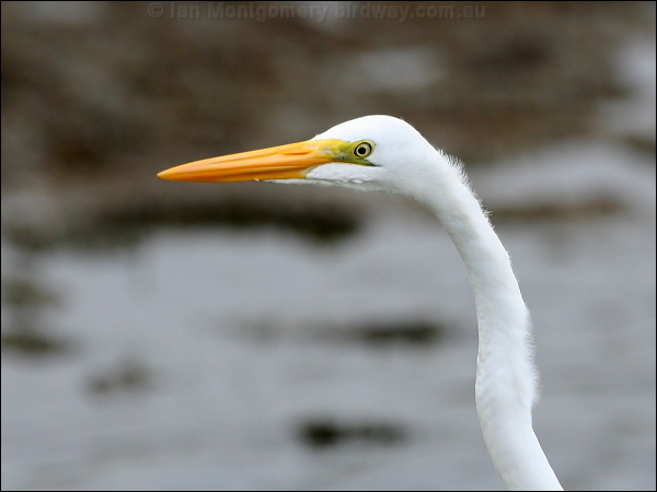 Great Egret great_egret_27428.jpg