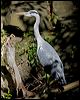 grey_heron_140404