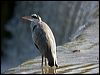 grey_heron_140531