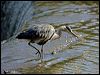 grey_heron_140535