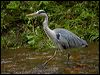 grey_heron_144347