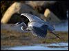 grey_heron_19148