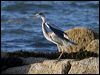 grey_heron_19153