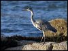 grey_heron_19154