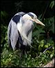 grey_heron_51297