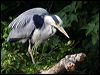 grey_heron_51300