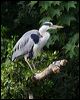 grey_heron_51303