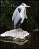 grey_heron_51485