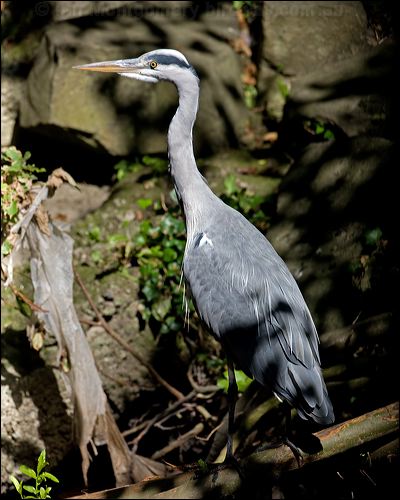 Grey Heron grey_heron_140404.psd