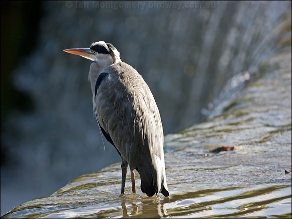 Grey Heron grey_heron_140531.psd