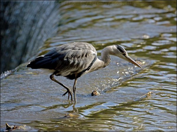 Grey Heron grey_heron_140535.psd