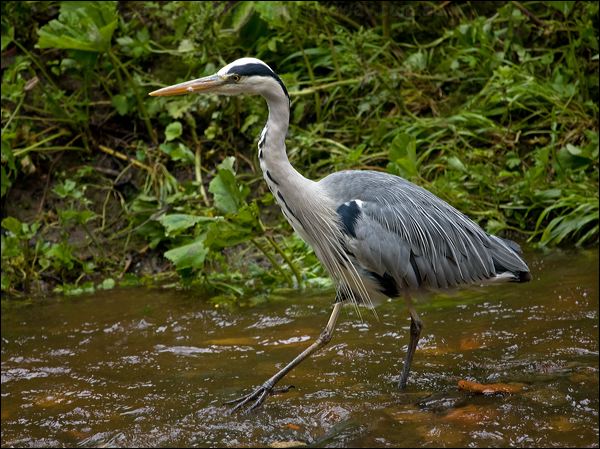 Grey Heron grey_heron_144347.psd