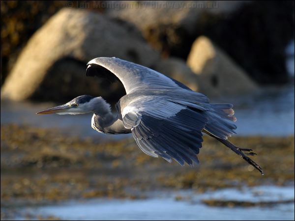 Grey Heron grey_heron_19148.jpg