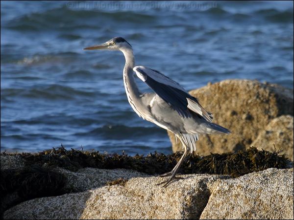 Grey Heron grey_heron_19153.jpg