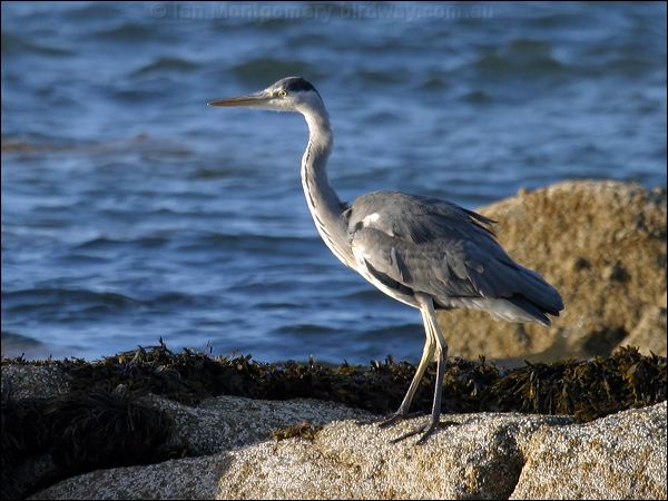 Grey Heron grey_heron_19154.jpg