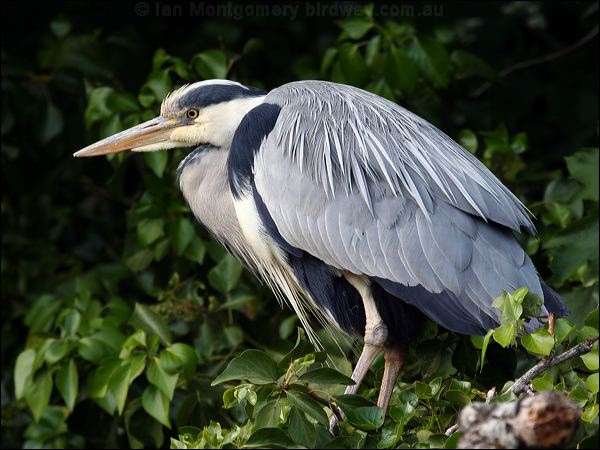 Grey Heron grey_heron_51288.jpg