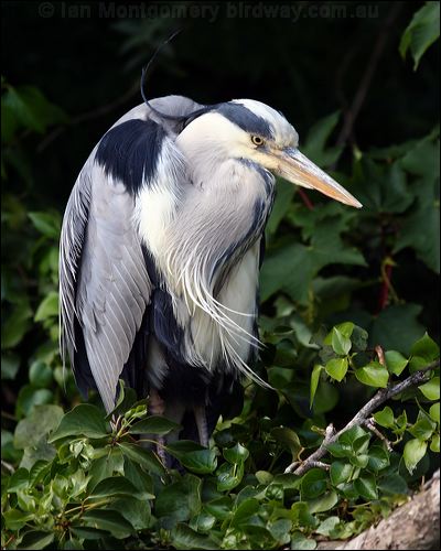 Grey Heron grey_heron_51297.jpg