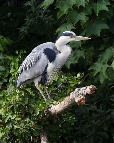 Grey Heron grey_heron_51303.jpg
